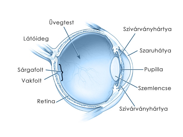 a belső látásról progresszív myopia és kezelése